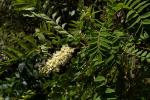 : - Sophora velutina subsp. zimbabweensis