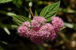 Japanischer Spierstrauch - Spiraea japonica