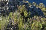 : - Stypandra glauca