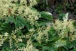 Reispapierbaum - Tetrapanax papyrifer