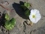 Küsten-Prunkwinde - Ipomoea imperati