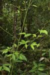 : - Toddalia asiatica