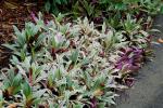 Purpurblättrige Dreimasterblume-Tradescantia spathacea