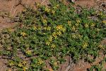 : - Kallstroemia bicolor