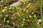 Feld-Klee - Trifolium campestre