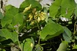 : - Tylosema fassoglensis
