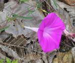 : - Ipomoea sagittata
