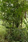 Buschige Fischschwanzpalme - Caryota mitis