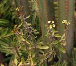 : - Euphorbia beharensis var. guillemetii