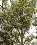 : - Acacia maidenii