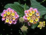 Wandelröschen - Lantana camara