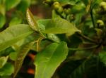 : - Croton verreauxii