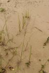 : - Leptochloa chinensis