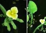 : - Limnocharis flava