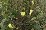 : - Merremia vitifolia