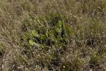 Niederliegender Feigenkaktus - Opuntia humifusa