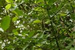 : - Oxyceros horridus