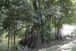 : - Rhizophora apiculata