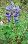 :-Lupinus clarkei