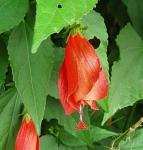 : - Malvaviscus penduliflorus