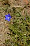 : - Wahlenbergia graniticola