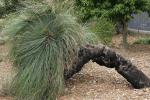 : - Xanthorrhoea glauca