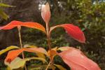 : - Xylomelum pyriforme