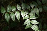 Schakaljujube - Ziziphus oenopolia