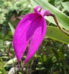 : - Masdevallia coccinea