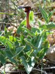 Pistolochia-Osterluzei - Aristolochia pistolochia