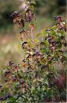Blutroter Hartriegel-Cornus sanguinea