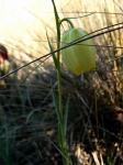 Portugiesische Schachblume - Fritillaria lusitanica