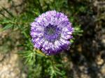 Strauchige Kugelblume-Globularia alypum