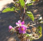 : - Melochia tomentosa