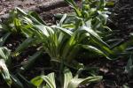 Herbst-Zeitlose - Colchicum autumnale