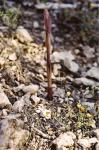 Violetter Dingel - Limodorum abortivum