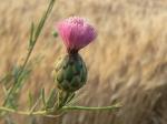 Salamanca-Flockenblume - Mantisalca salmantica