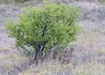 : - Rhamnus lycioides
