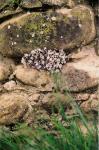 Buckel-Fetthenne - Sedum dasyphyllum