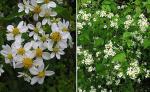 : - Montanoa leucantha