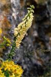 Gelber Fingerhut - Digitalis lutea