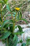 Dornige Pallenis - Pallenis spinosa