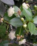 : - Myrcianthes rhopaloides