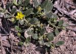 Weidenblätteriges Sonnenröschen - Helianthemum salicifolium