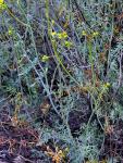 Schmalblättrige Weinraute - Ruta angustifolia