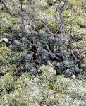 Nizza-Mauerpfeffer - Sedum sediforme