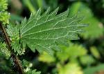 Kleine Brennnessel - Urtica urens