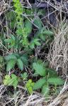Gemeiner Odermennig - Agrimonia eupatoria