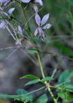 Diptam - Dictamnus albus