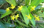 : - Oncidium cheirophorum